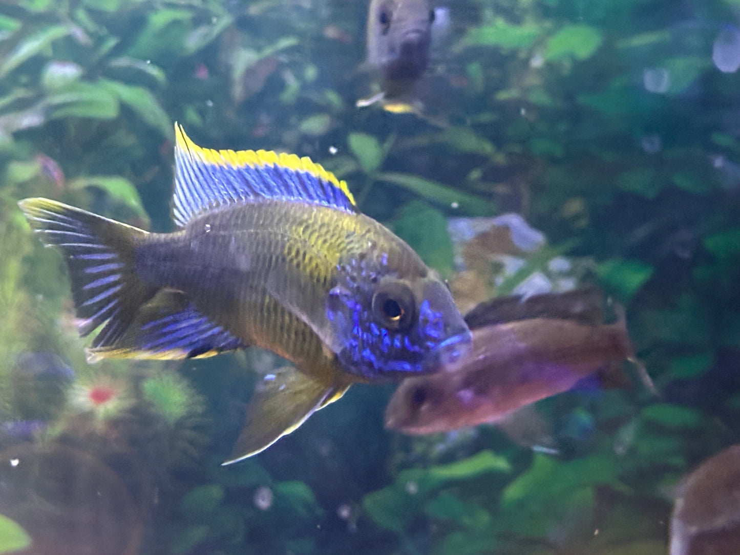 Lwanda Peacock