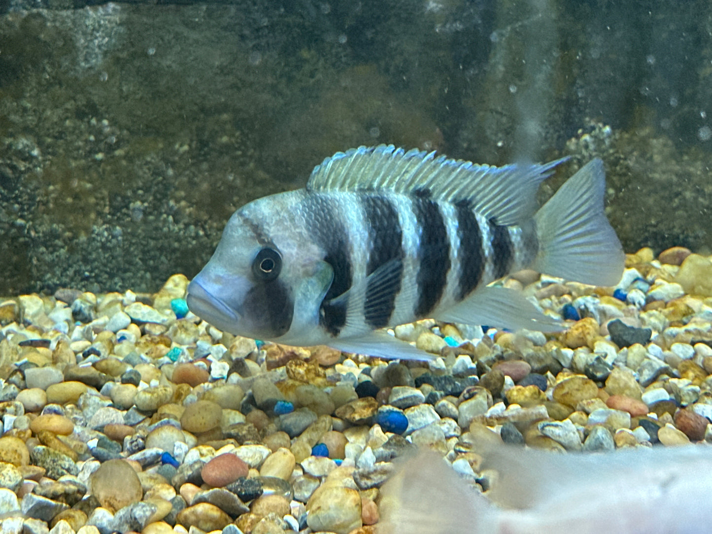 Kigoma 7 Stripe Frontosa (LAST 3 IN STOCK)
