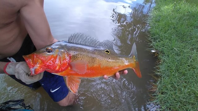 Fogo Peacock Bass (Cichla Marinae) 3"-4" (RARE)