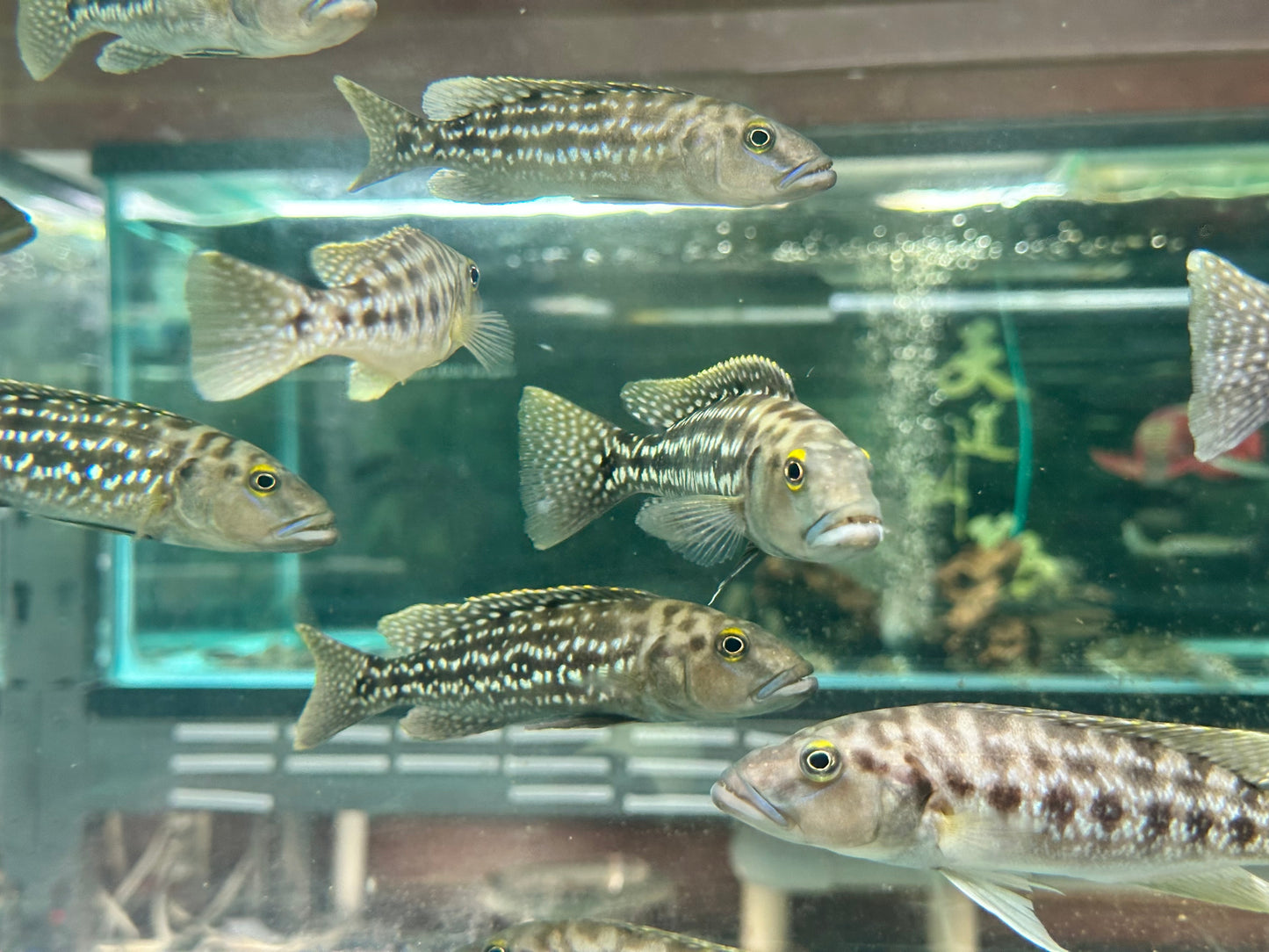 Lepidiolamprologus elongatus (WILD Adults)