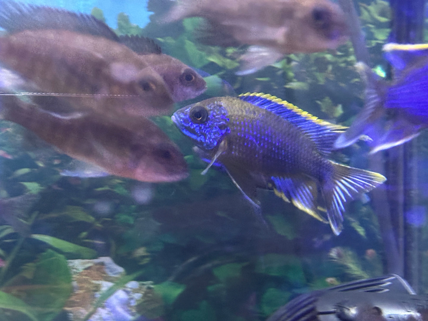 Lwanda Peacock