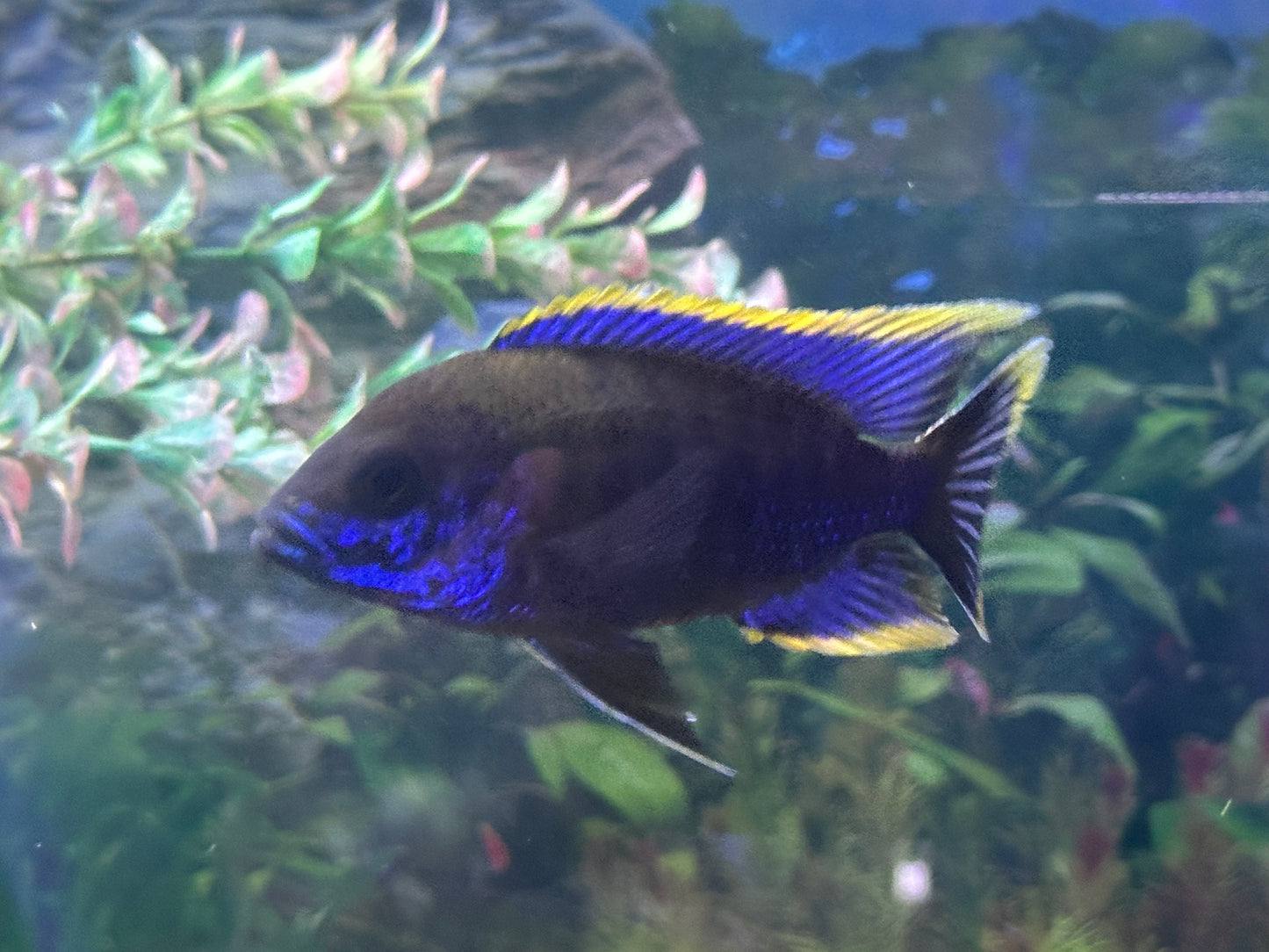 Lwanda Peacock