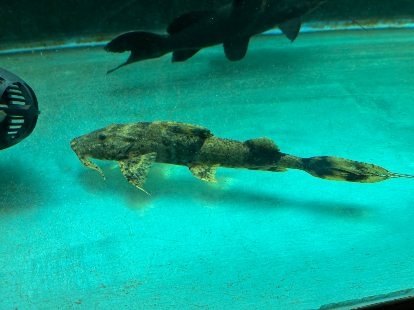 Borneo Goonch Catfish (Bagarius lica) 9.5”-10”