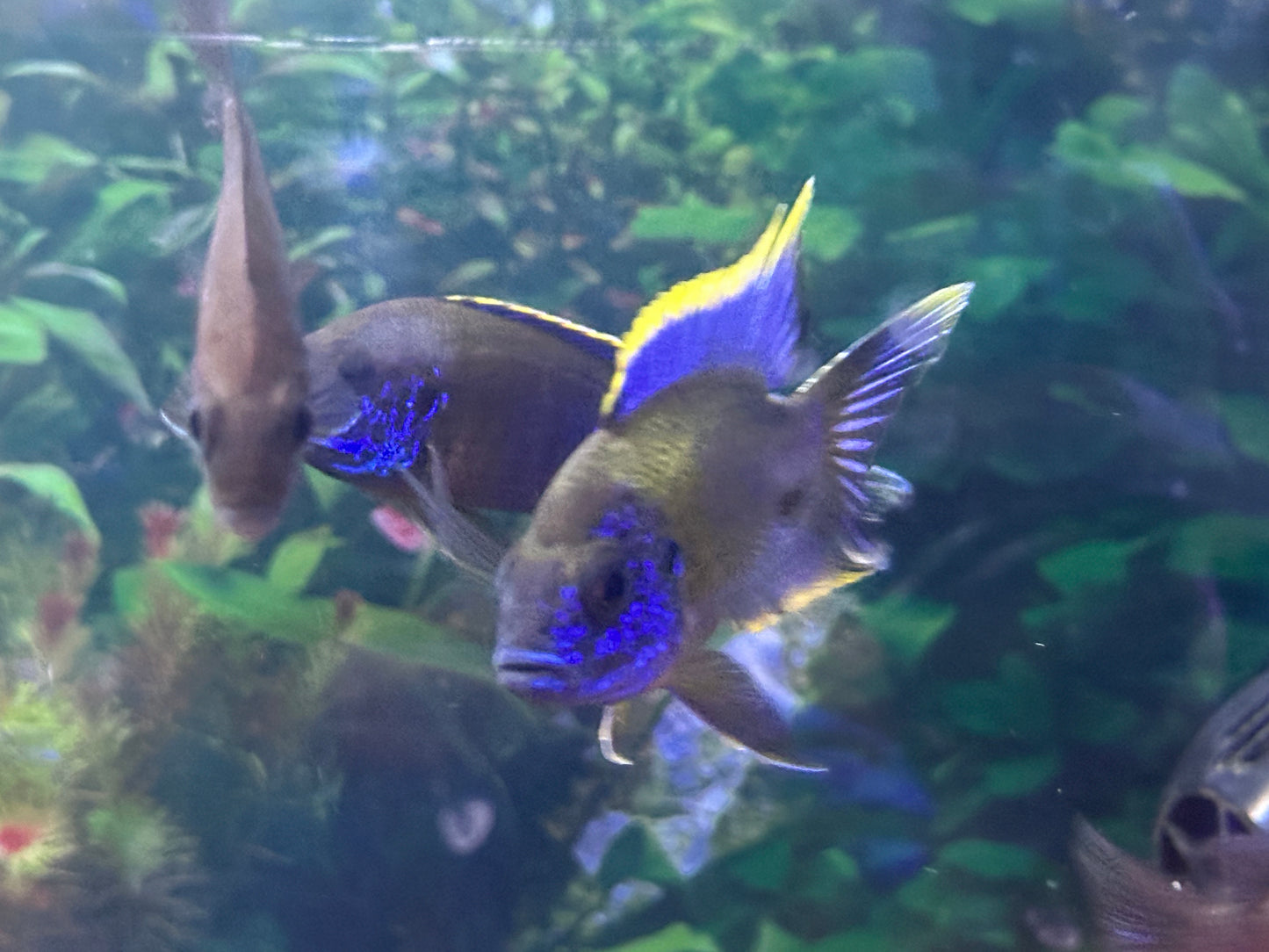 Lwanda Peacock