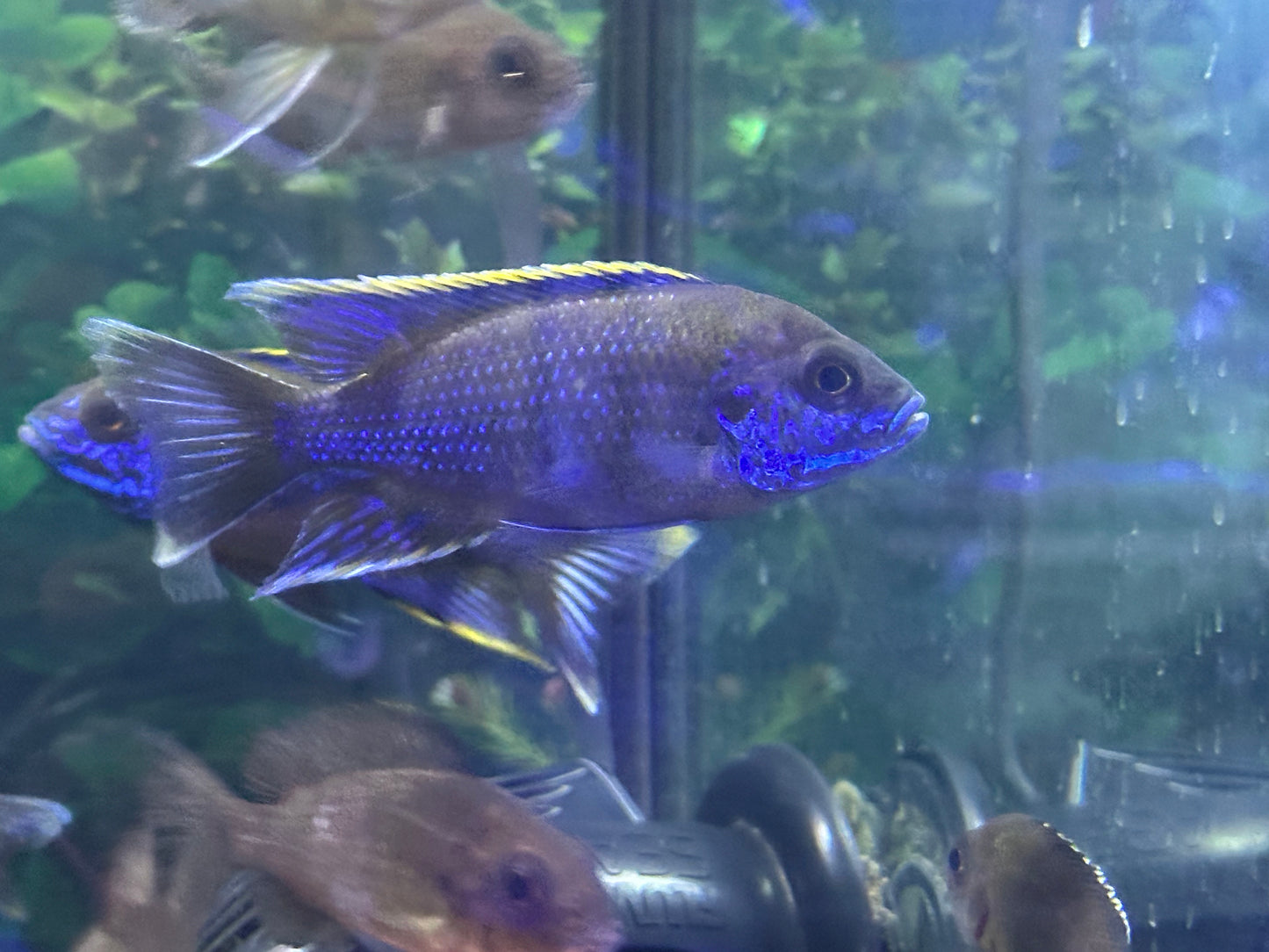 Lwanda Peacock