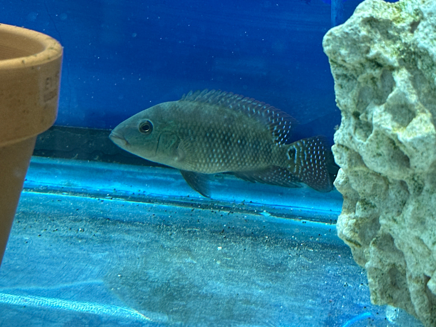 Red Festae Cichlid (RED TERROR)