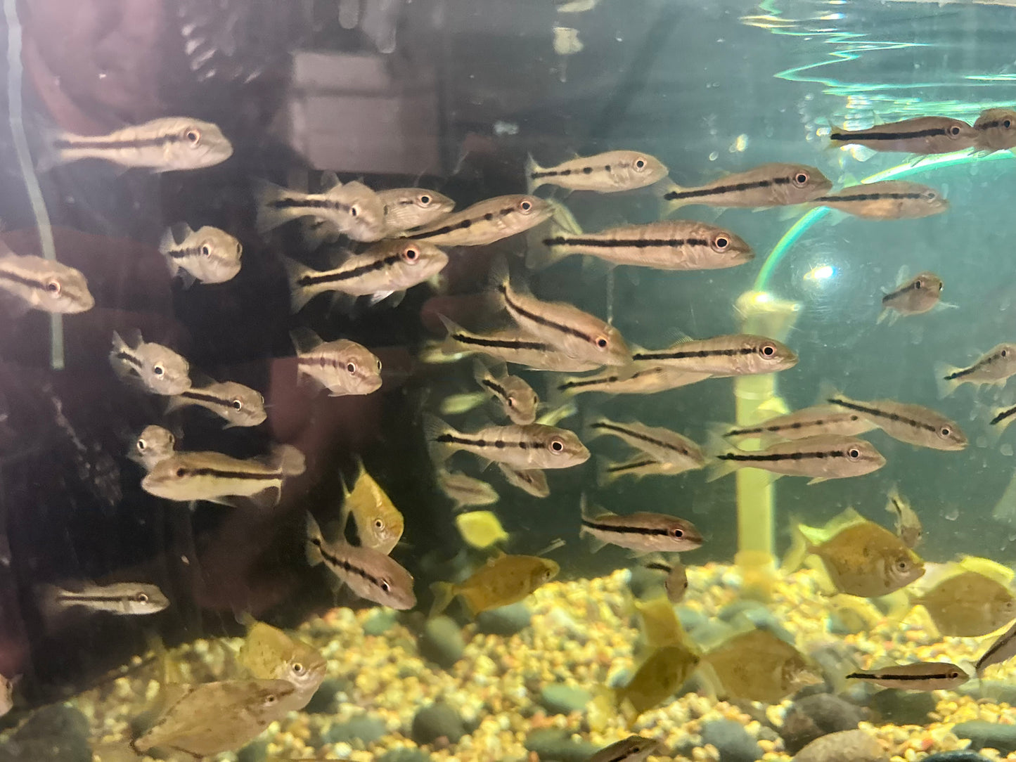 Fogo Peacock Bass (Cichla Marinae) 3"-4" (RARE)