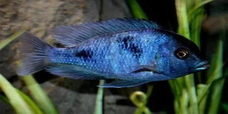 Blue Moorii Dolphin