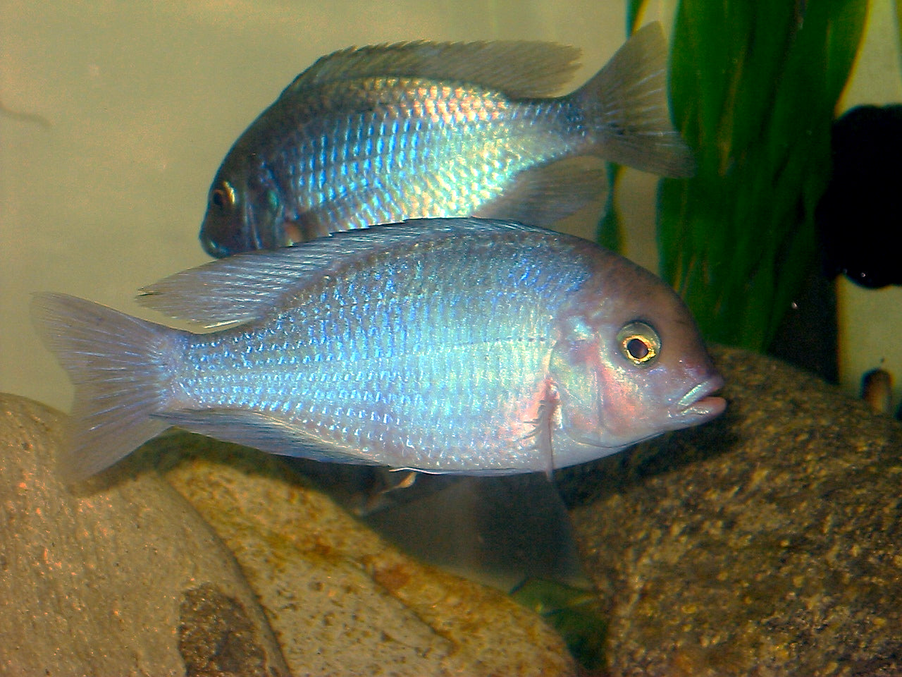 Blue Moorii Dolphin