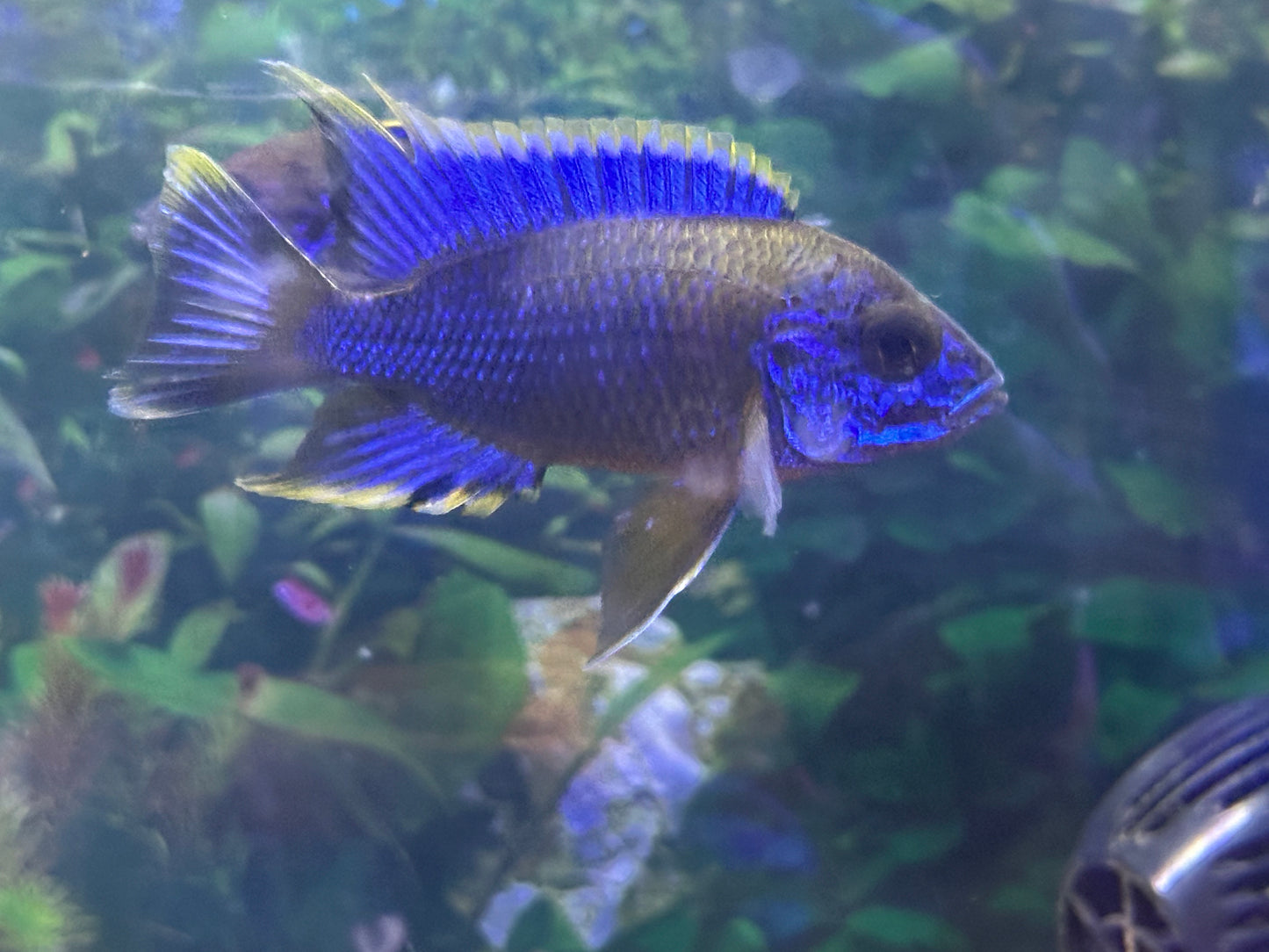 Lwanda Peacock