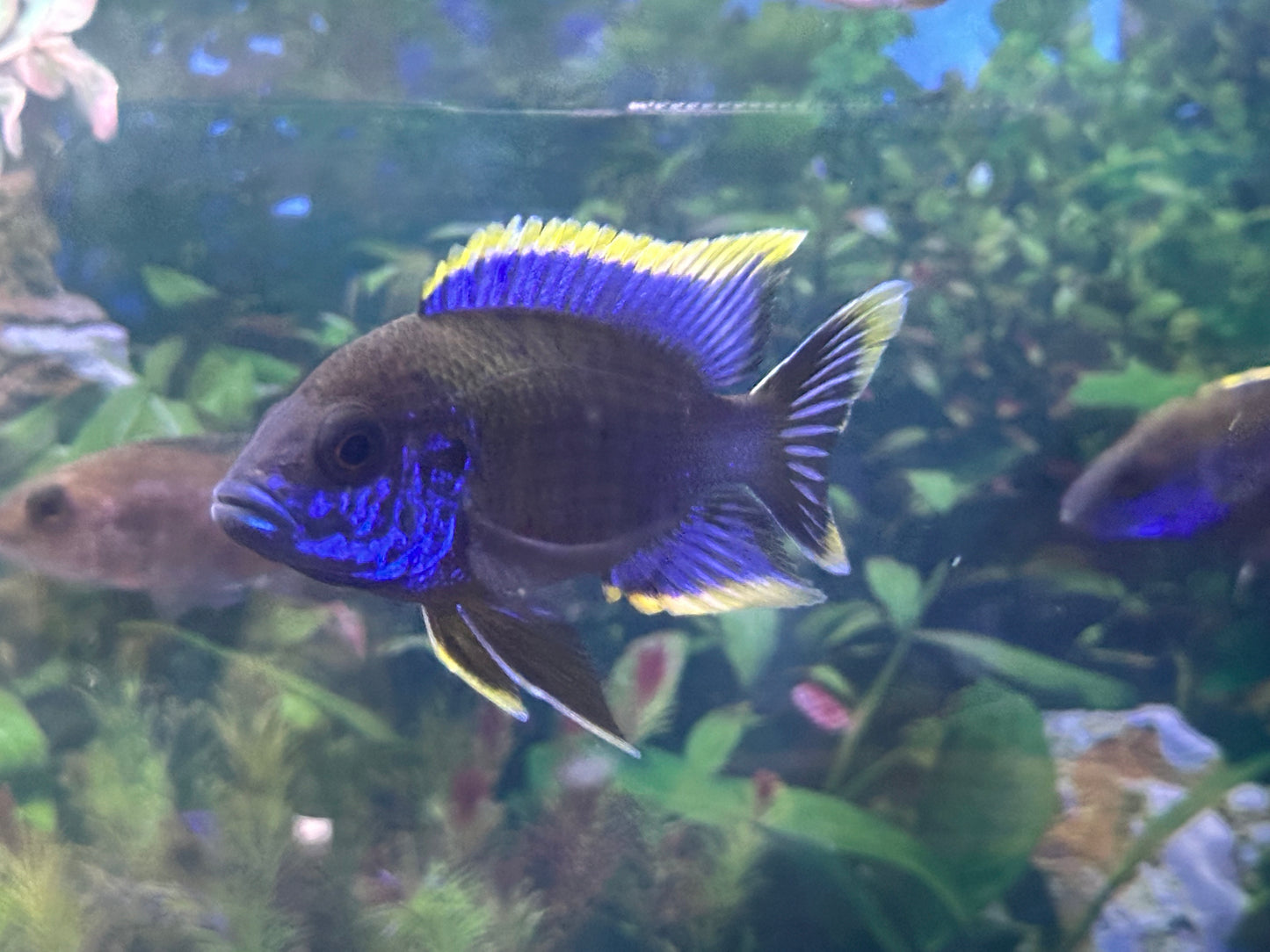 Lwanda Peacock