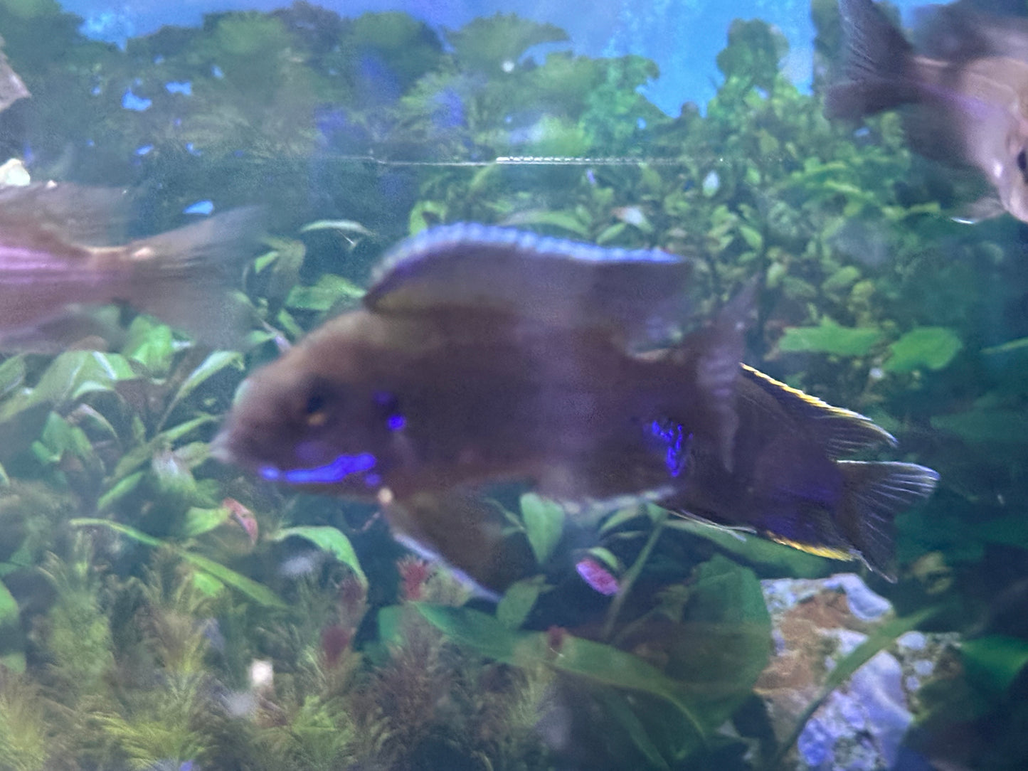 Lwanda Peacock