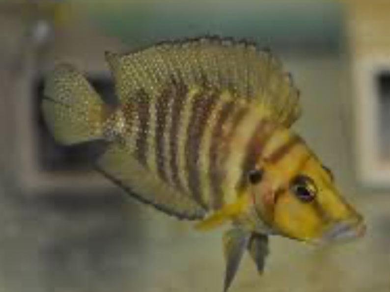 Altolamprologus Compressiceps Yellow 2.5"