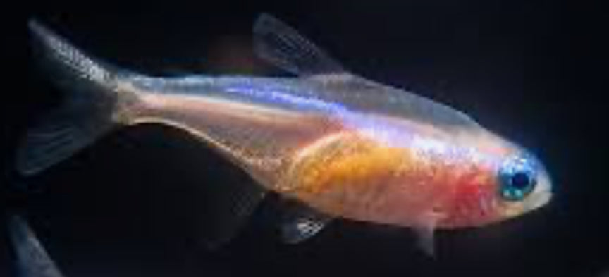 Gold Neon Tetra