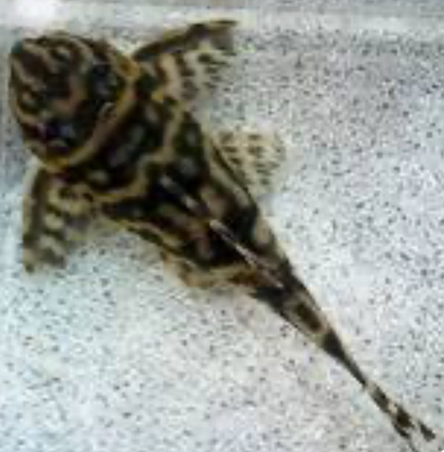 L199 Yellow Zebra Pleco (Hypancistrus Furunculus) 3"-4"
