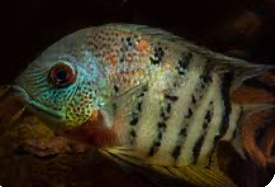 Red Wild Tiger Severum Rio Negro Curare (Heros Severus)