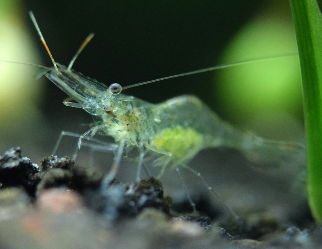 Ghost shrimp aquarium hotsell