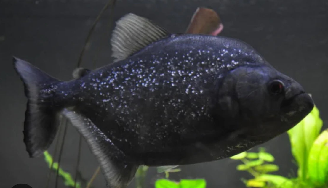 Black Piranha