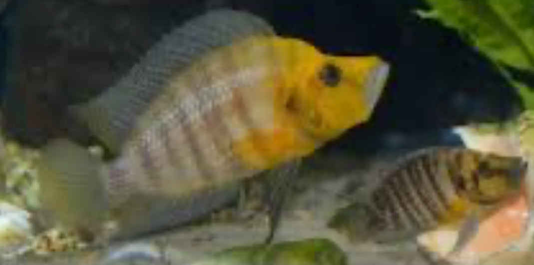 Altolamprologus Compressiceps Gold Head