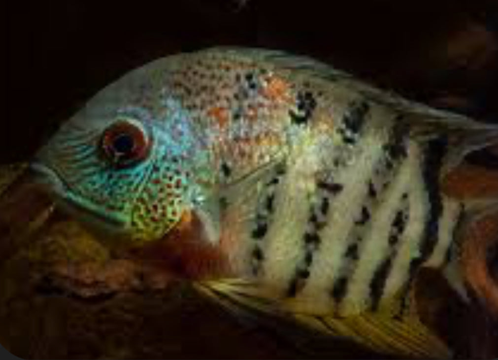 Red Wild Tiger Severum Rio Negro Curare (Heros Severus)