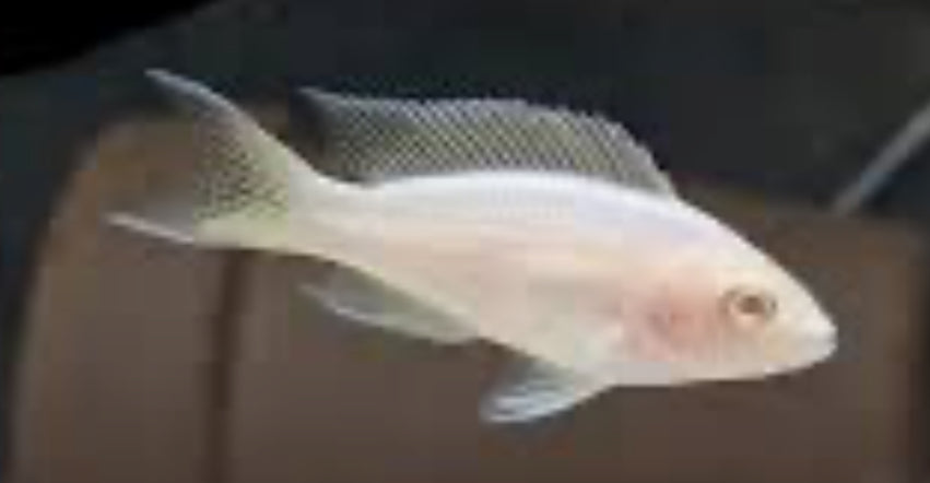Neolamprologus brichardi Albino 1"-2"