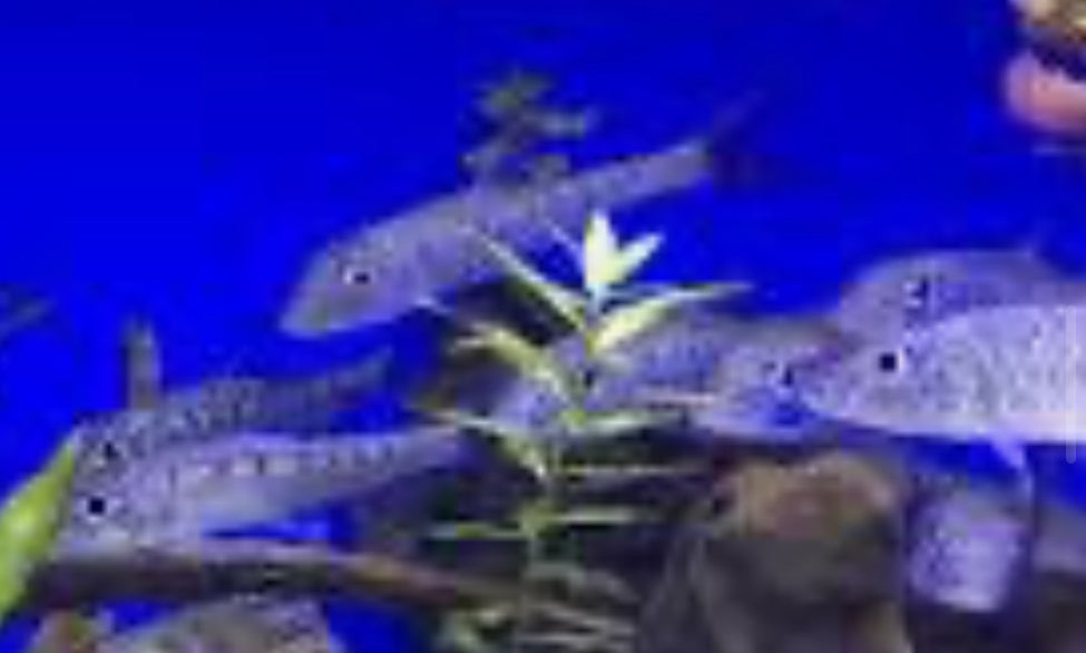 Hemibarbus maculatus - spotted predatory barb 4"-5"