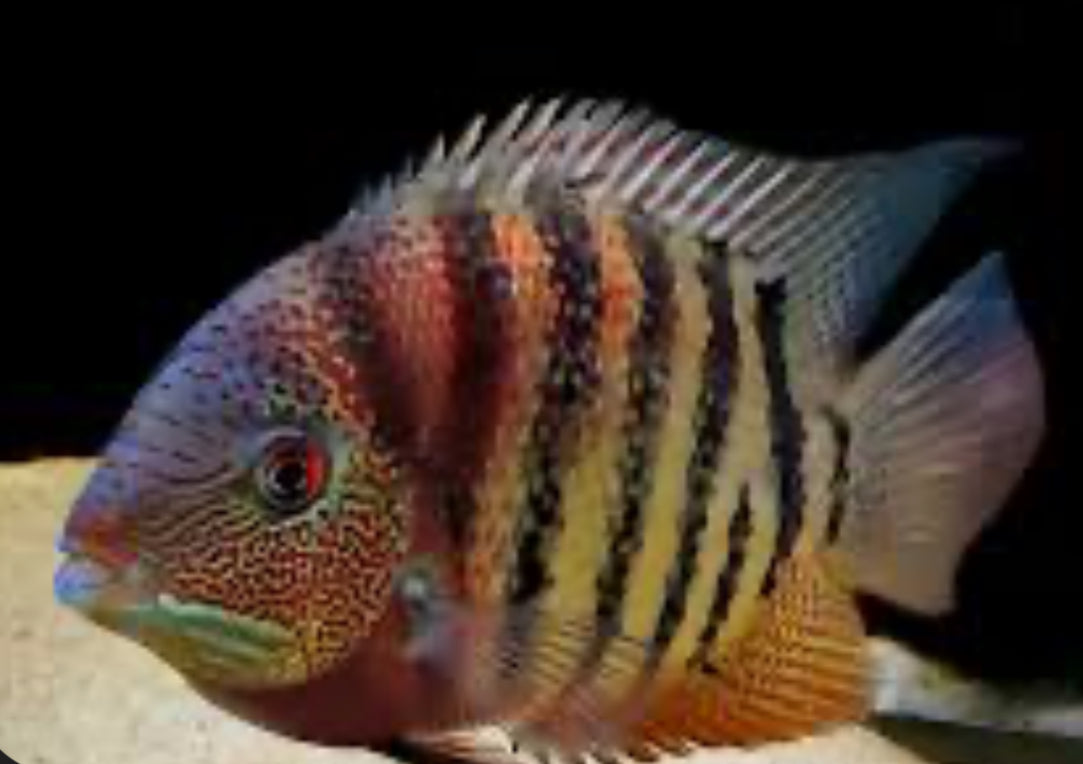 Red Wild Tiger Severum Rio Negro Curare (Heros Severus)