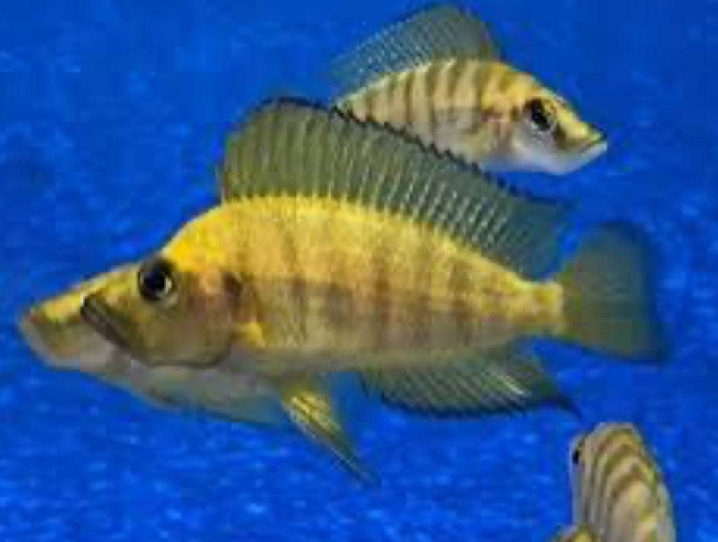 Altolamprologus Compressiceps Gold Head