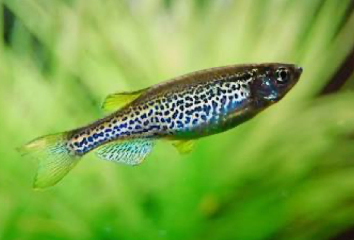 Leopard Danios