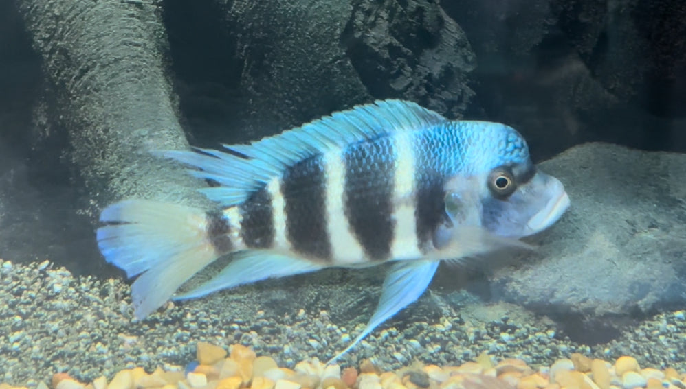 Kapampa Frontosa Cichlid Large Male (LAST ONE IN STOCK)