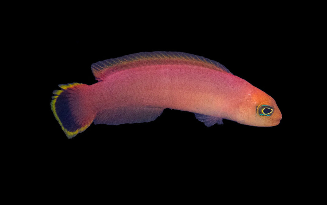 Elongated Dottyback-MD – DANBURY AQUARIUM