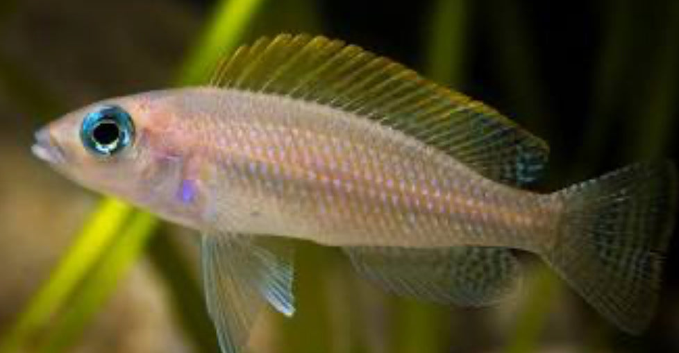 Neolamprologus caudopunctatus