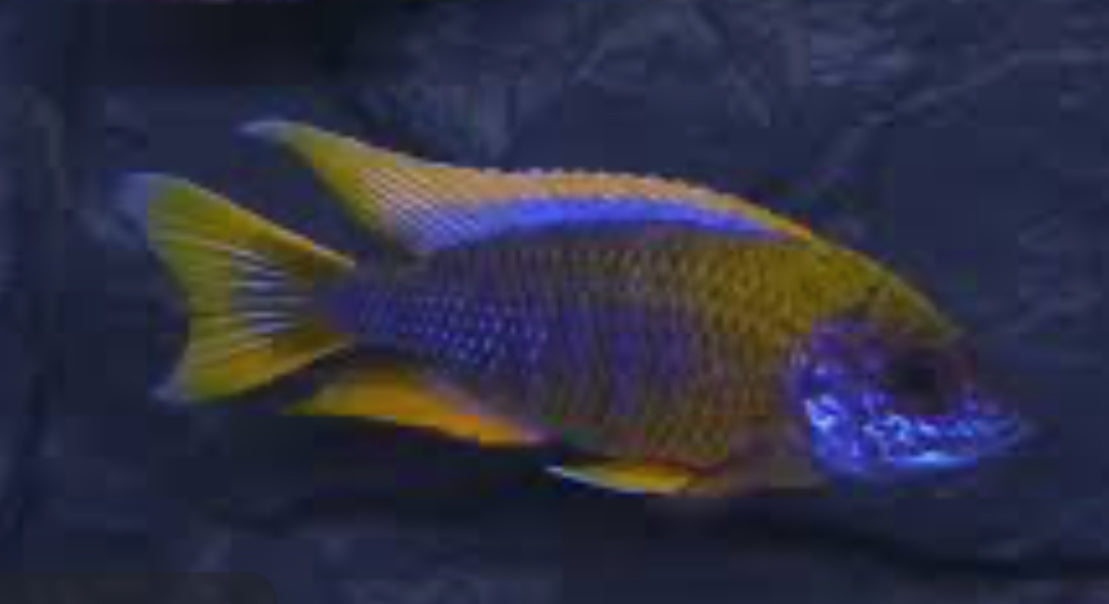 Lwanda Peacock