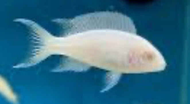 Neolamprologus brichardi Albino 1"-2"
