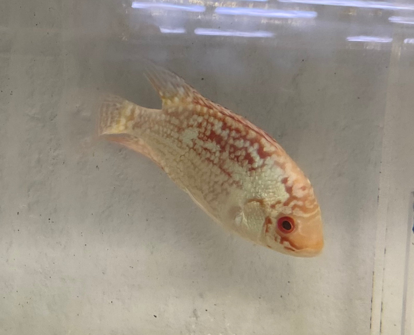 Red Texas Cichlid (Herichthys sp. hybrid)