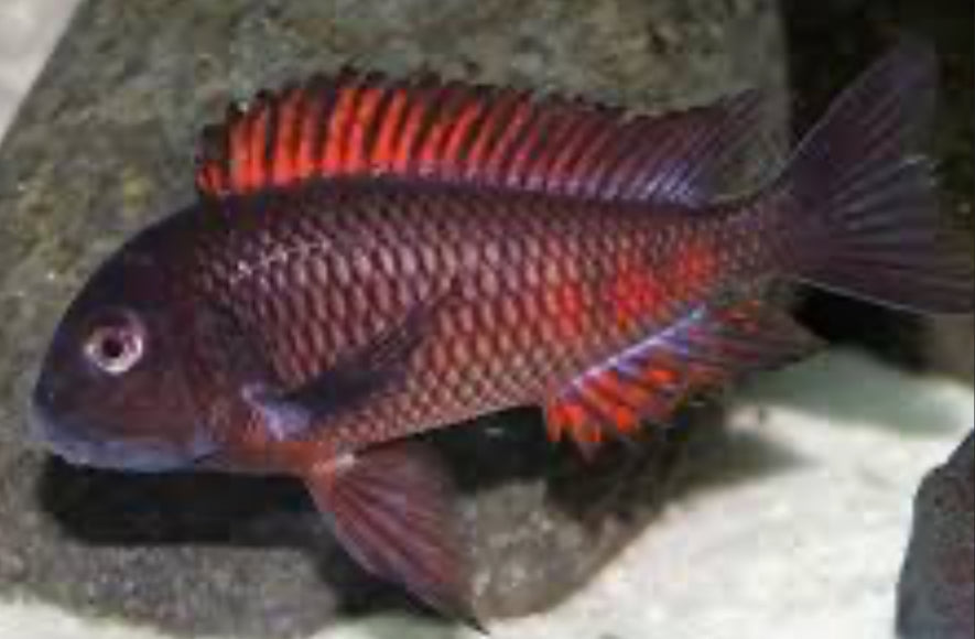 Tropheus Moori Chipimbi "Firecracker" 4"+