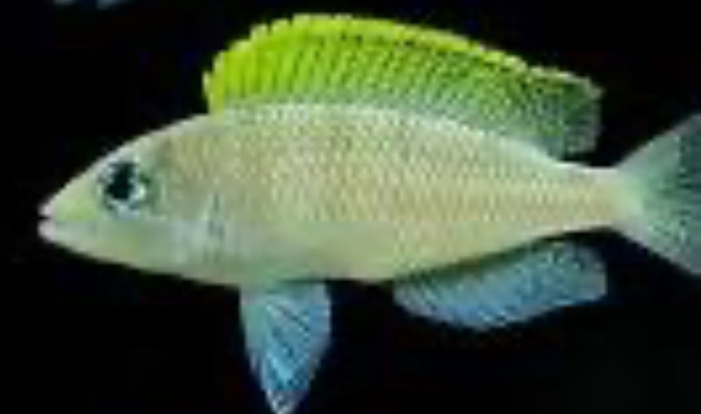 Neolamprologus caudopunctatus