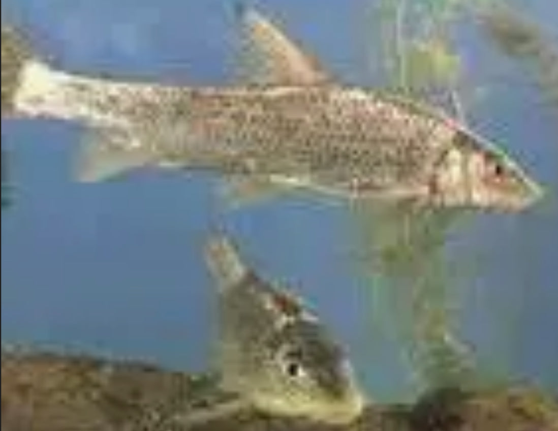 Hemibarbus maculatus - spotted predatory barb 4"-5"