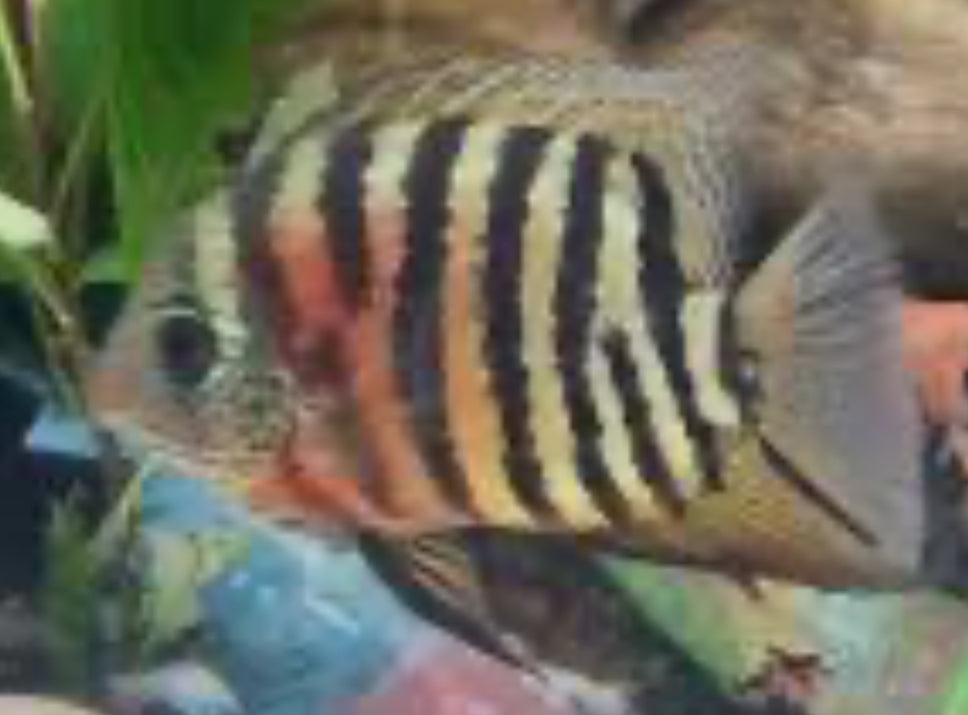 Red Wild Tiger Severum Rio Negro Curare (Heros Severus)