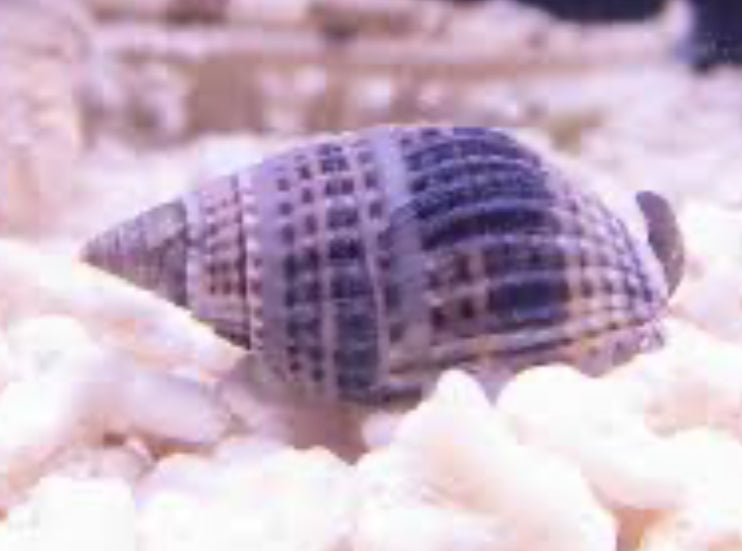 Saltwater Marble Nassarius Snails