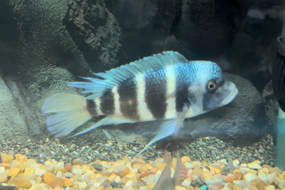 Kapampa Frontosa Cichlid Large Male (LAST ONE IN STOCK)