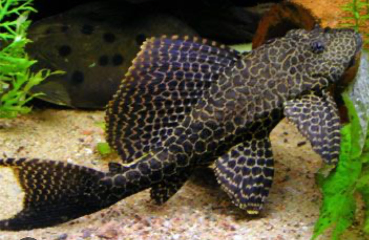 Pleco common DANBURY AQUARIUM