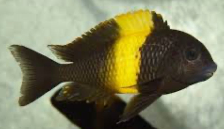 Tropheus Moori Kiriza Kaiser II 4”+