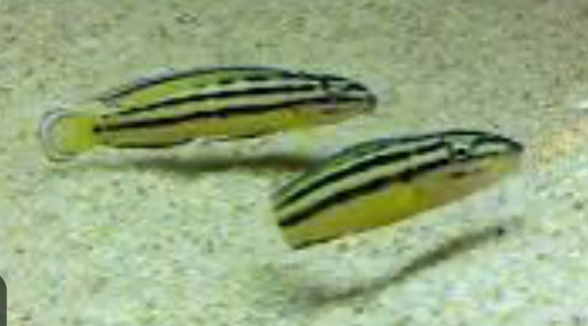 Julidochromis Regani Kipili