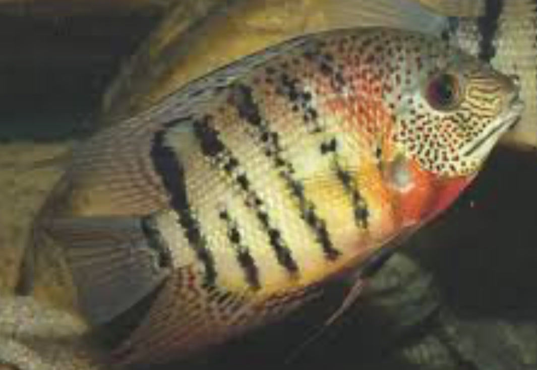 Red Wild Tiger Severum Rio Negro Curare (Heros Severus)