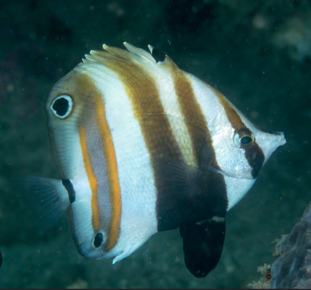 Two Spot Coral Butterfly Fish-MD