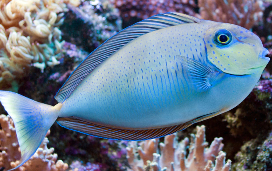 The hotsell Unicorn Tang