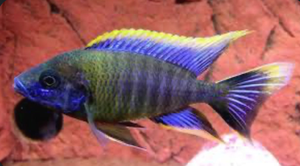 Lwanda Peacock