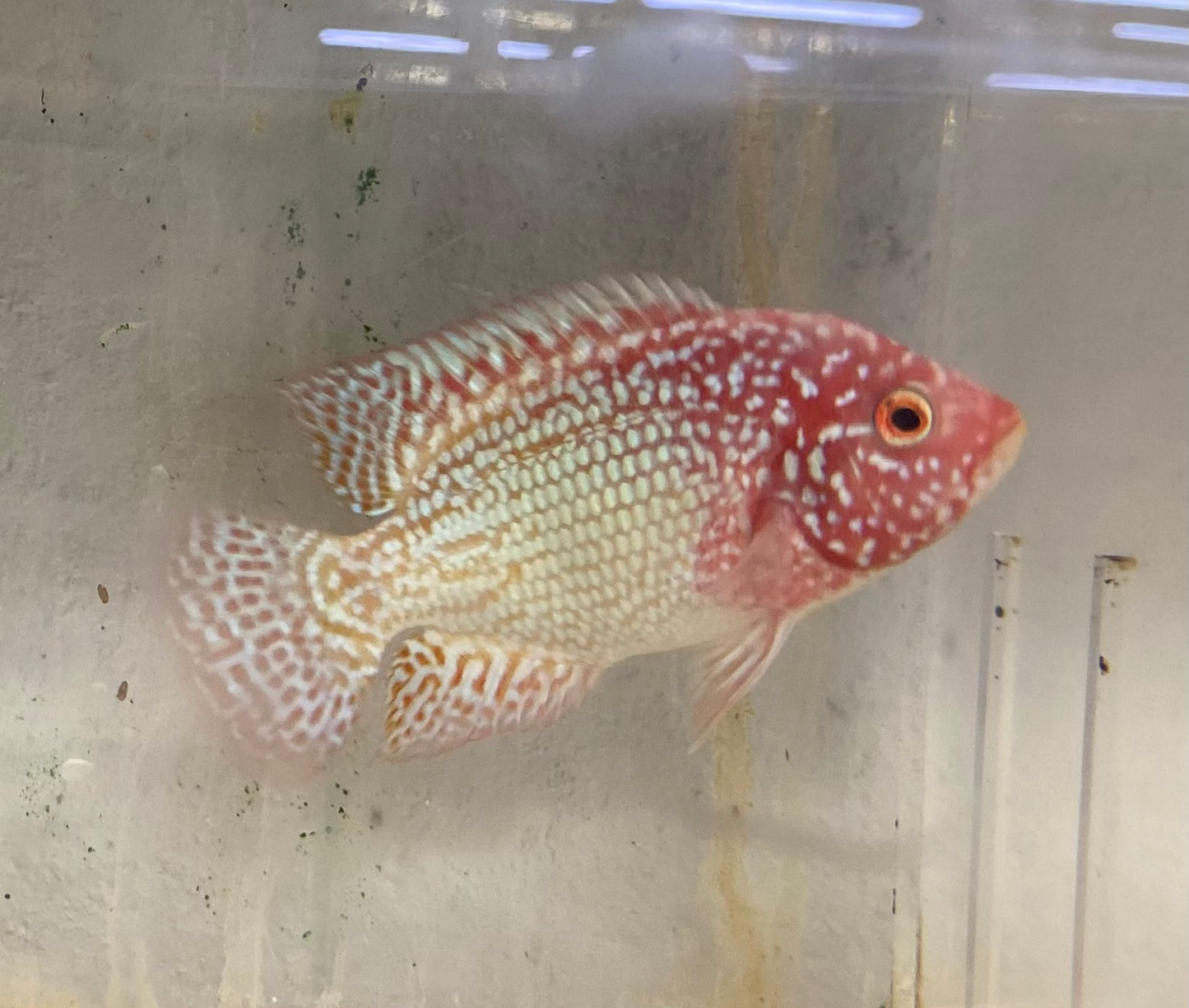 Red Texas Cichlid (Herichthys sp. hybrid)