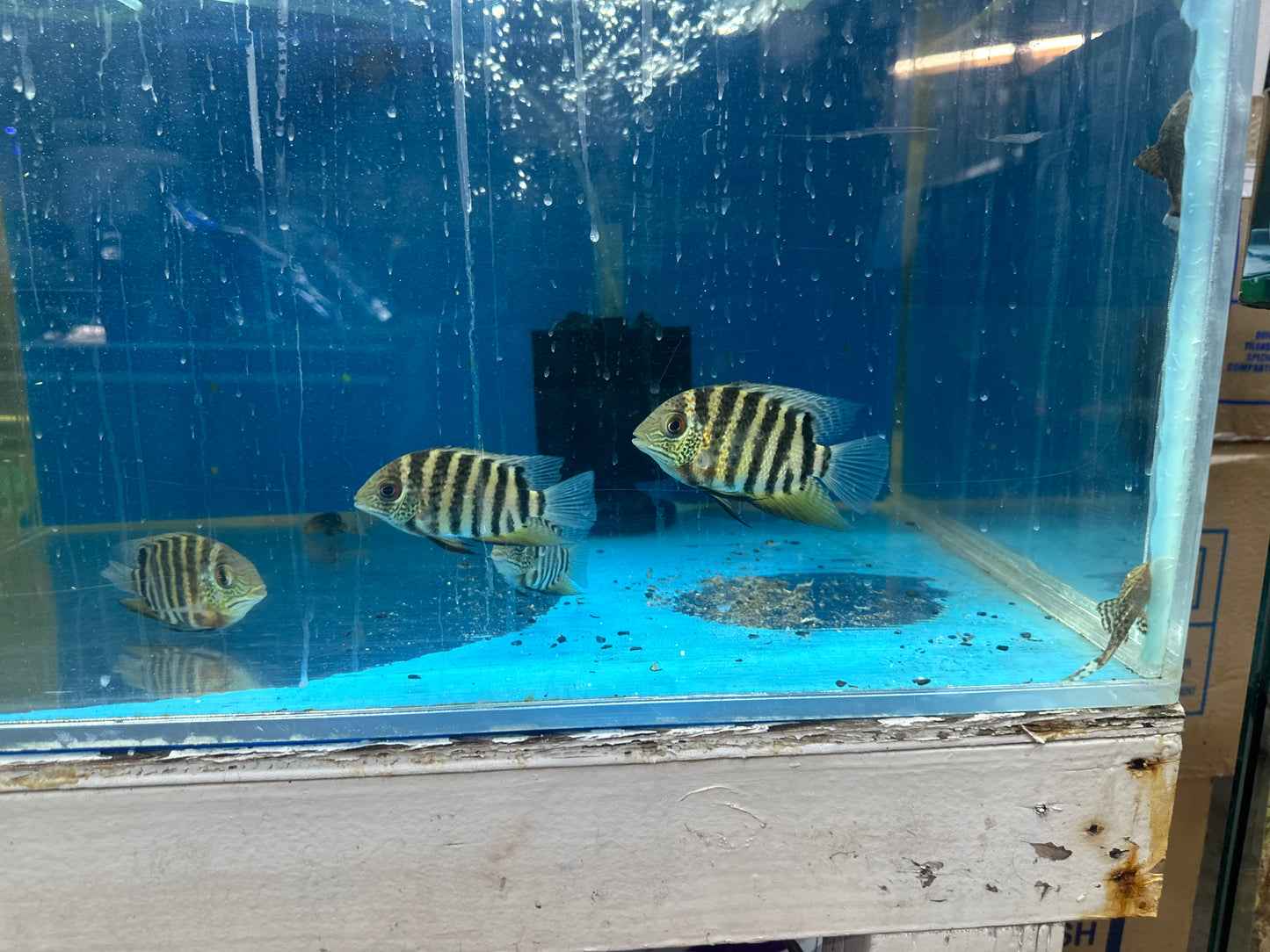 Red Wild Tiger Severum Rio Negro Curare (Heros Severus)